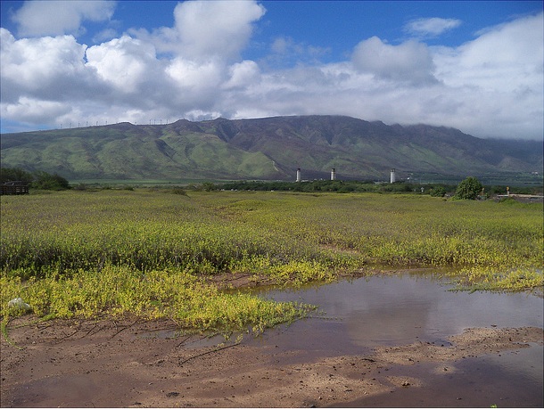 Honolua Bay
